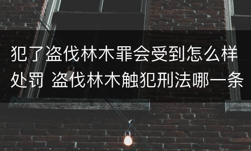 犯了盗伐林木罪会受到怎么样处罚 盗伐林木触犯刑法哪一条