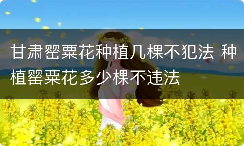 甘肃罂粟花种植几棵不犯法 种植罂粟花多少棵不违法