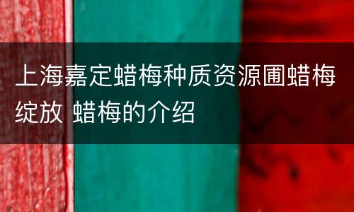 上海嘉定蜡梅种质资源圃蜡梅绽放 蜡梅的介绍