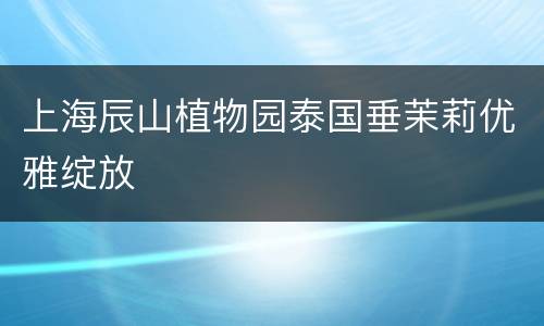 上海辰山植物园泰国垂茉莉优雅绽放