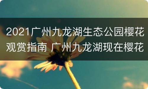 2021广州九龙湖生态公园樱花观赏指南 广州九龙湖现在樱花开了吗