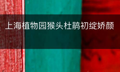 上海植物园猴头杜鹃初绽娇颜