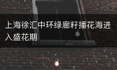 上海徐汇中环绿廊籽播花海进入盛花期