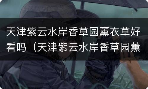 天津紫云水岸香草园薰衣草好看吗（天津紫云水岸香草园薰衣草好看吗）