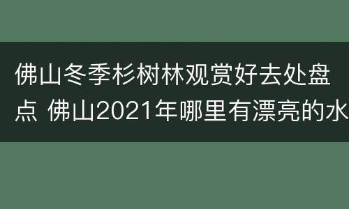 佛山冬季杉树林观赏好去处盘点 佛山2021年哪里有漂亮的水杉