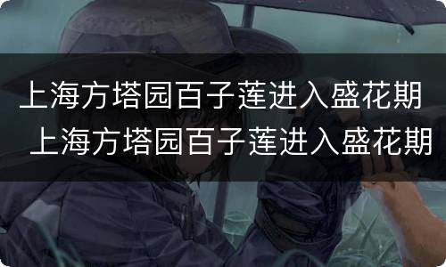 上海方塔园百子莲进入盛花期 上海方塔园百子莲进入盛花期了吗