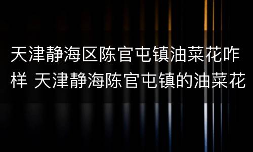 天津静海区陈官屯镇油菜花咋样 天津静海陈官屯镇的油菜花