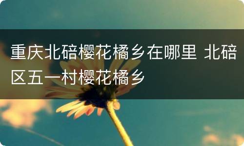 重庆北碚樱花橘乡在哪里 北碚区五一村樱花橘乡