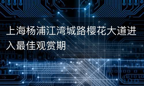 上海杨浦江湾城路樱花大道进入最佳观赏期