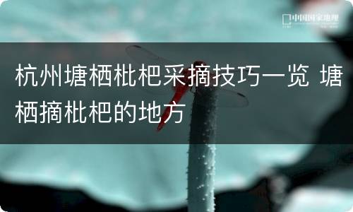 杭州塘栖枇杷采摘技巧一览 塘栖摘枇杷的地方