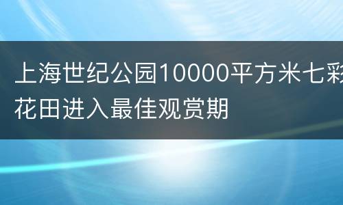 上海世纪公园10000平方米七彩花田进入最佳观赏期
