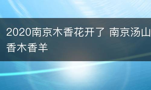 2020南京木香花开了 南京汤山香木香羊