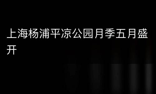 上海杨浦平凉公园月季五月盛开