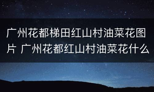 广州花都梯田红山村油菜花图片 广州花都红山村油菜花什么时间