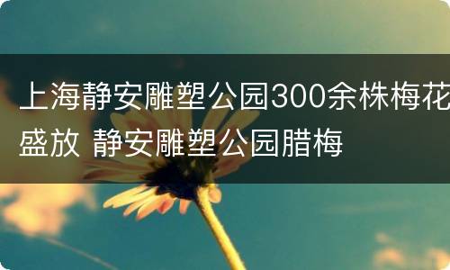 上海静安雕塑公园300余株梅花盛放 静安雕塑公园腊梅