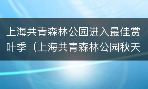 上海共青森林公园进入最佳赏叶季（上海共青森林公园秋天景色好）