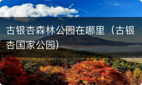 古银杏森林公园在哪里（古银杏国家公园）