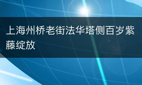 上海州桥老街法华塔侧百岁紫藤绽放