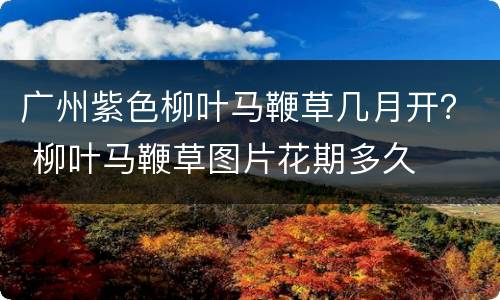 广州紫色柳叶马鞭草几月开？ 柳叶马鞭草图片花期多久