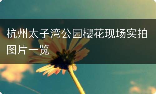 杭州太子湾公园樱花现场实拍图片一览