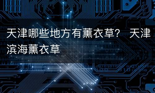 天津哪些地方有薰衣草？ 天津滨海薰衣草