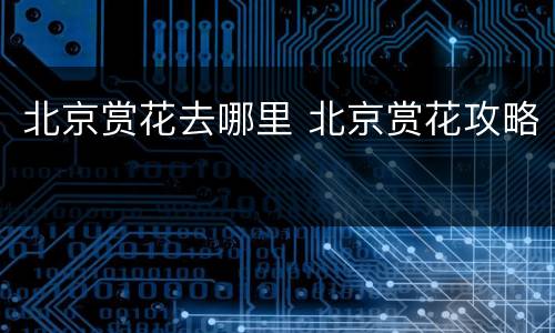 北京赏花去哪里 北京赏花攻略