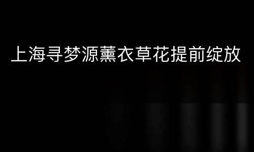 上海寻梦源薰衣草花提前绽放