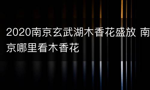 2020南京玄武湖木香花盛放 南京哪里看木香花