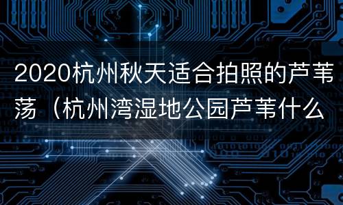 2020杭州秋天适合拍照的芦苇荡（杭州湾湿地公园芦苇什么时候最好看）