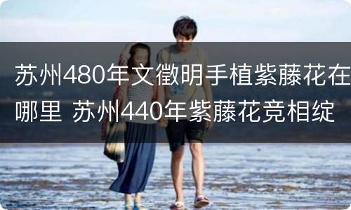 苏州480年文徵明手植紫藤花在哪里 苏州440年紫藤花竞相绽放