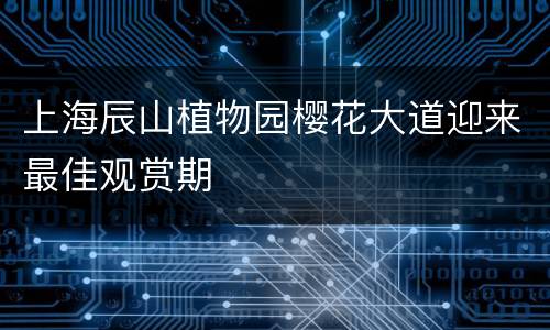 上海辰山植物园樱花大道迎来最佳观赏期