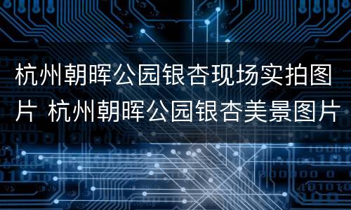 杭州朝晖公园银杏现场实拍图片 杭州朝晖公园银杏美景图片