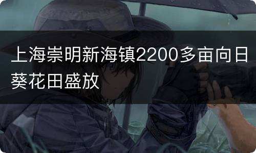 上海崇明新海镇2200多亩向日葵花田盛放
