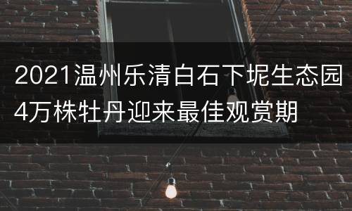 2021温州乐清白石下坭生态园4万株牡丹迎来最佳观赏期