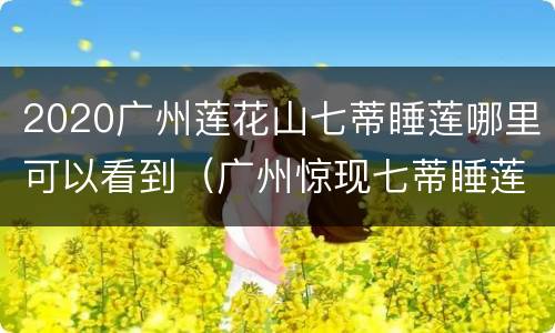 2020广州莲花山七蒂睡莲哪里可以看到（广州惊现七蒂睡莲 新闻）