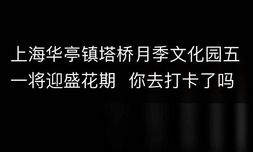 上海华亭镇塔桥月季文化园五一将迎盛花期  你去打卡了吗