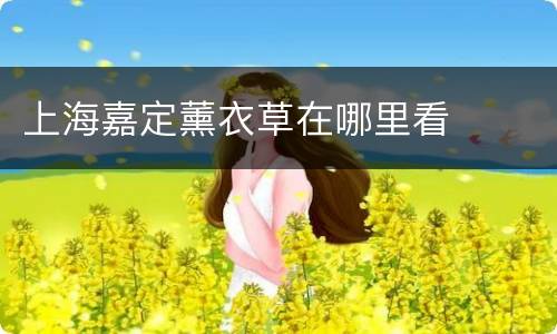 上海嘉定薰衣草在哪里看