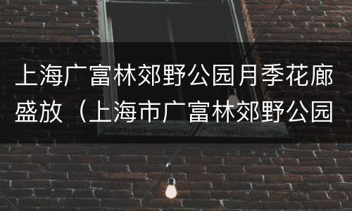 上海广富林郊野公园月季花廊盛放（上海市广富林郊野公园）