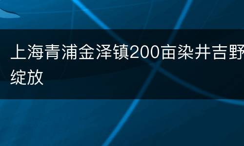 上海青浦金泽镇200亩染井吉野绽放