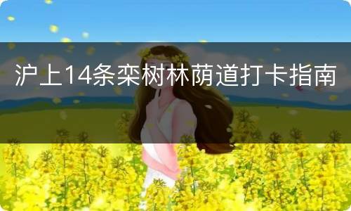 沪上14条栾树林荫道打卡指南