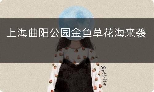 上海曲阳公园金鱼草花海来袭