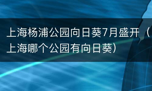 上海杨浦公园向日葵7月盛开（上海哪个公园有向日葵）
