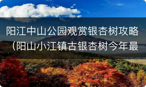 阳江中山公园观赏银杏树攻略（阳山小江镇古银杏树今年最佳观赏是几号）