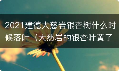 2021建德大慈岩银杏树什么时候落叶（大慈岩的银杏叶黄了没有）