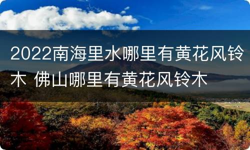 2022南海里水哪里有黄花风铃木 佛山哪里有黄花风铃木
