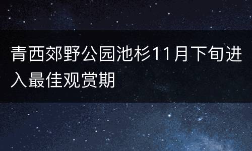 青西郊野公园池杉11月下旬进入最佳观赏期