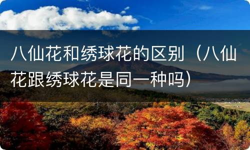 八仙花和绣球花的区别（八仙花跟绣球花是同一种吗）