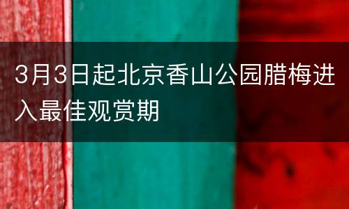 3月3日起北京香山公园腊梅进入最佳观赏期