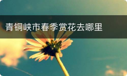 青铜峡市春季赏花去哪里