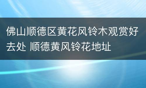 佛山顺德区黄花风铃木观赏好去处 顺德黄风铃花地址